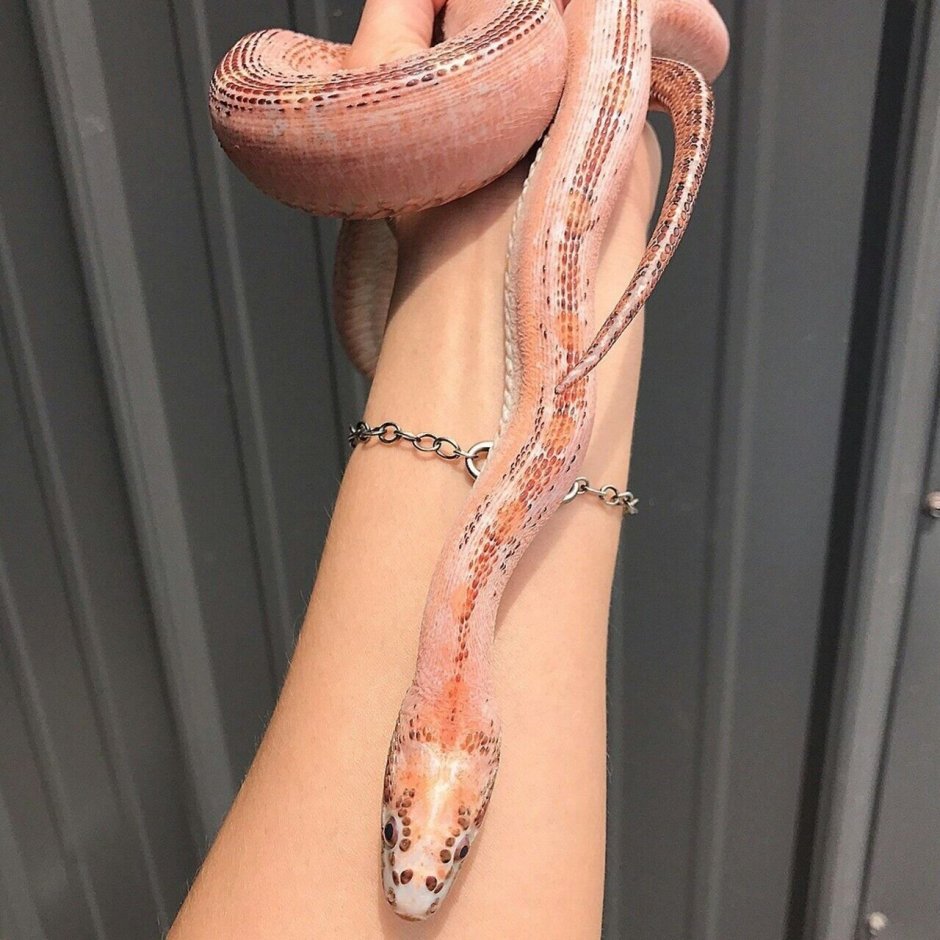 Белая змея на руке