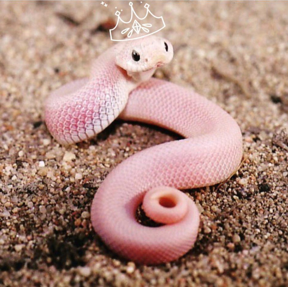 Моноклевая Кобра леуцист