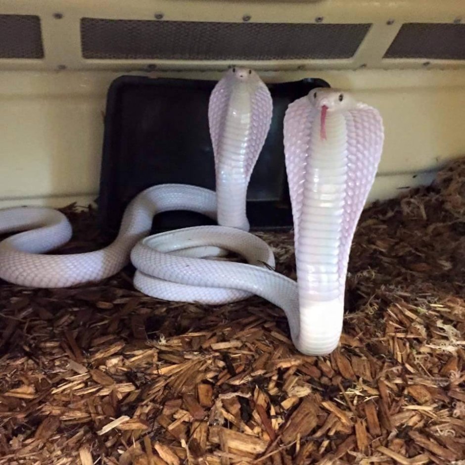 Королевская Кобра домашняя