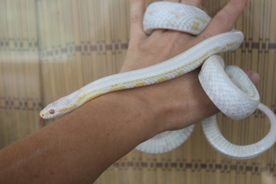 Маисовый полоз Сноу мотли