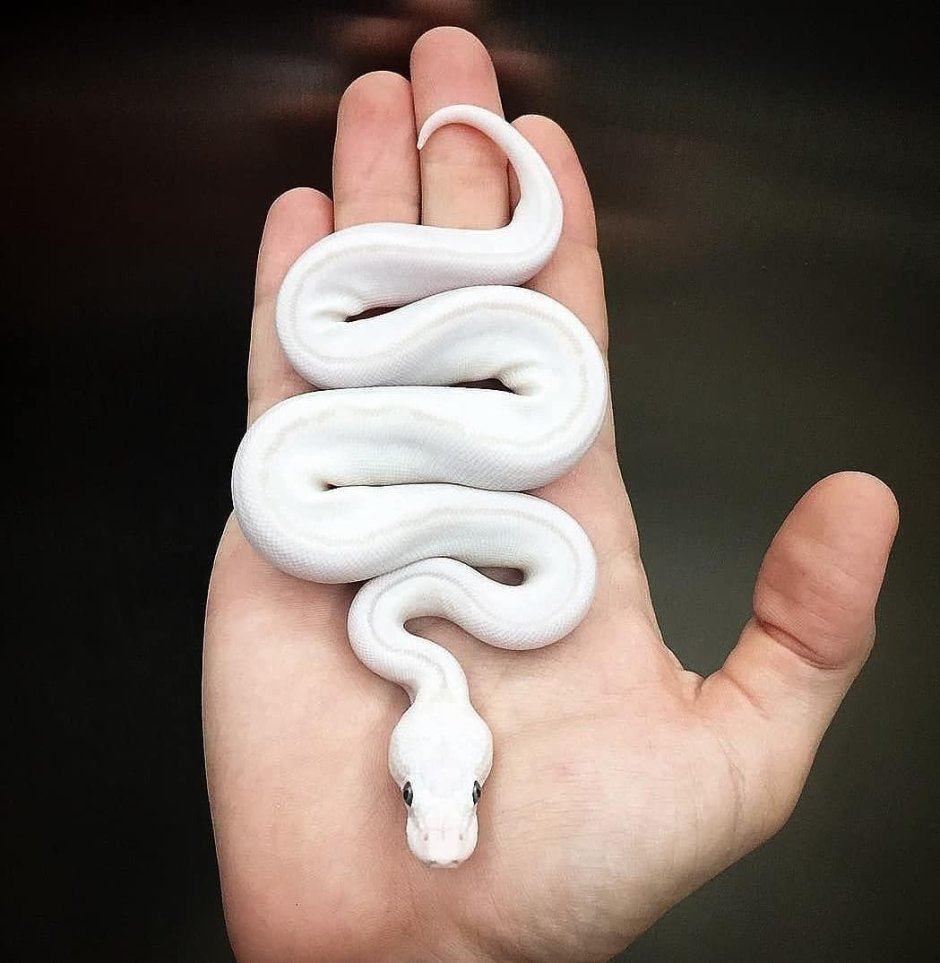 Белая домашняя змея