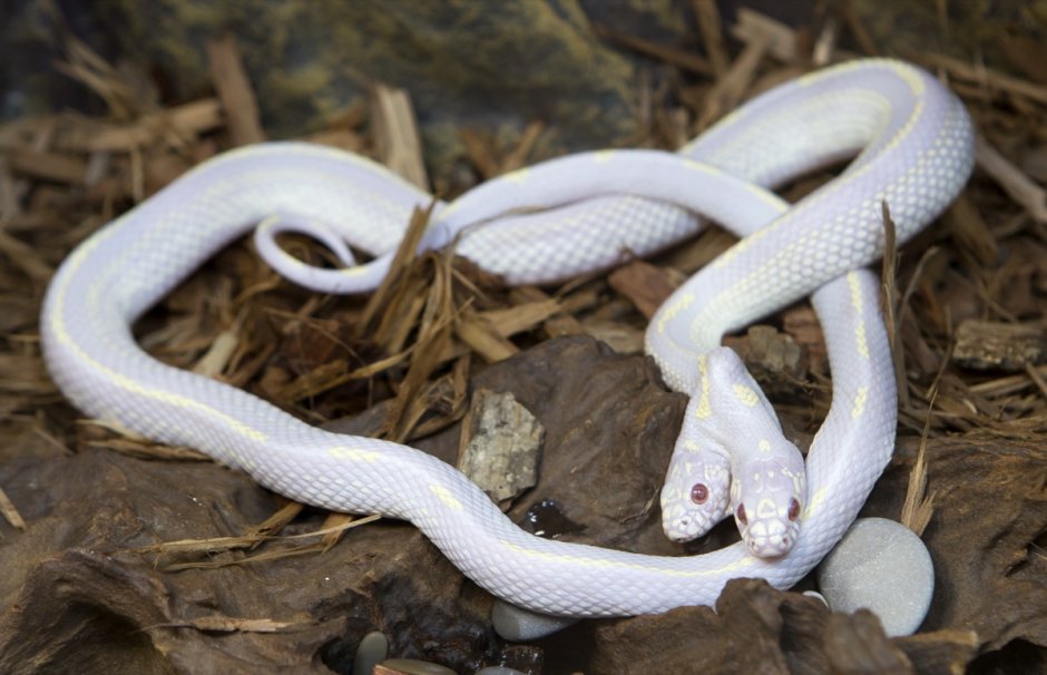 Двухголовая Гондурасская молочная змея