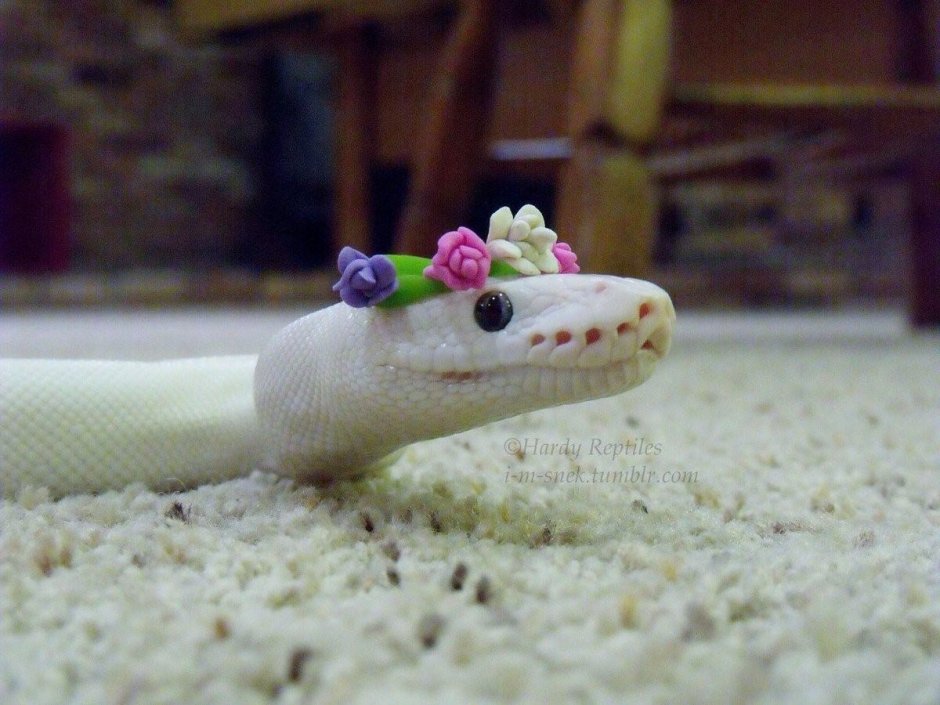 Милая змейка