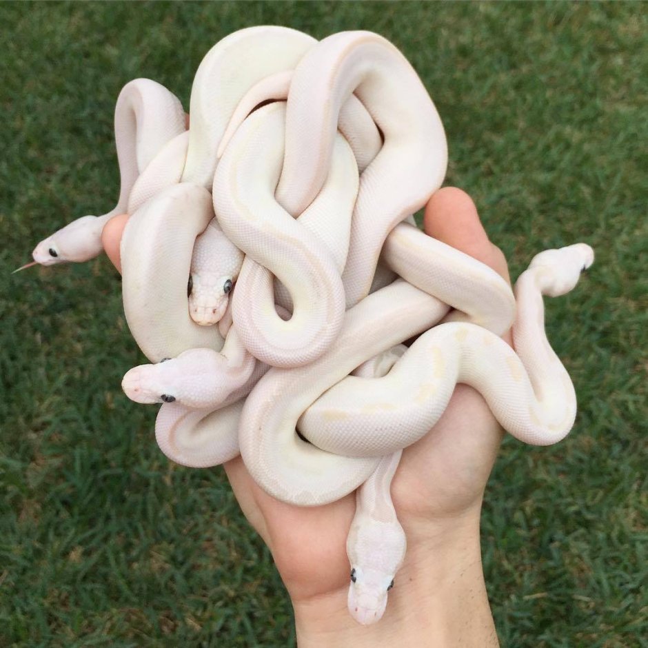 Змея альбинос домашняя