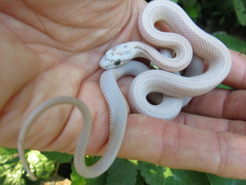 Маисовый полоз альбинос