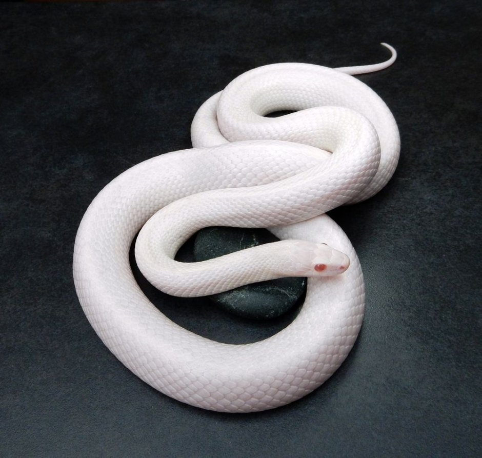 Крысиная змея Бэйрда