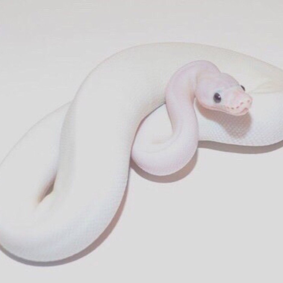 Королевский питон белый Эстетика