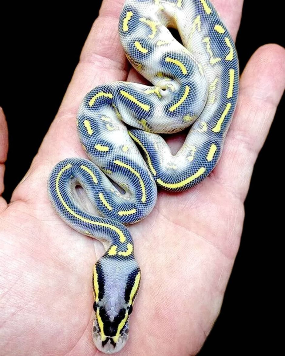 Королевский питон морфы