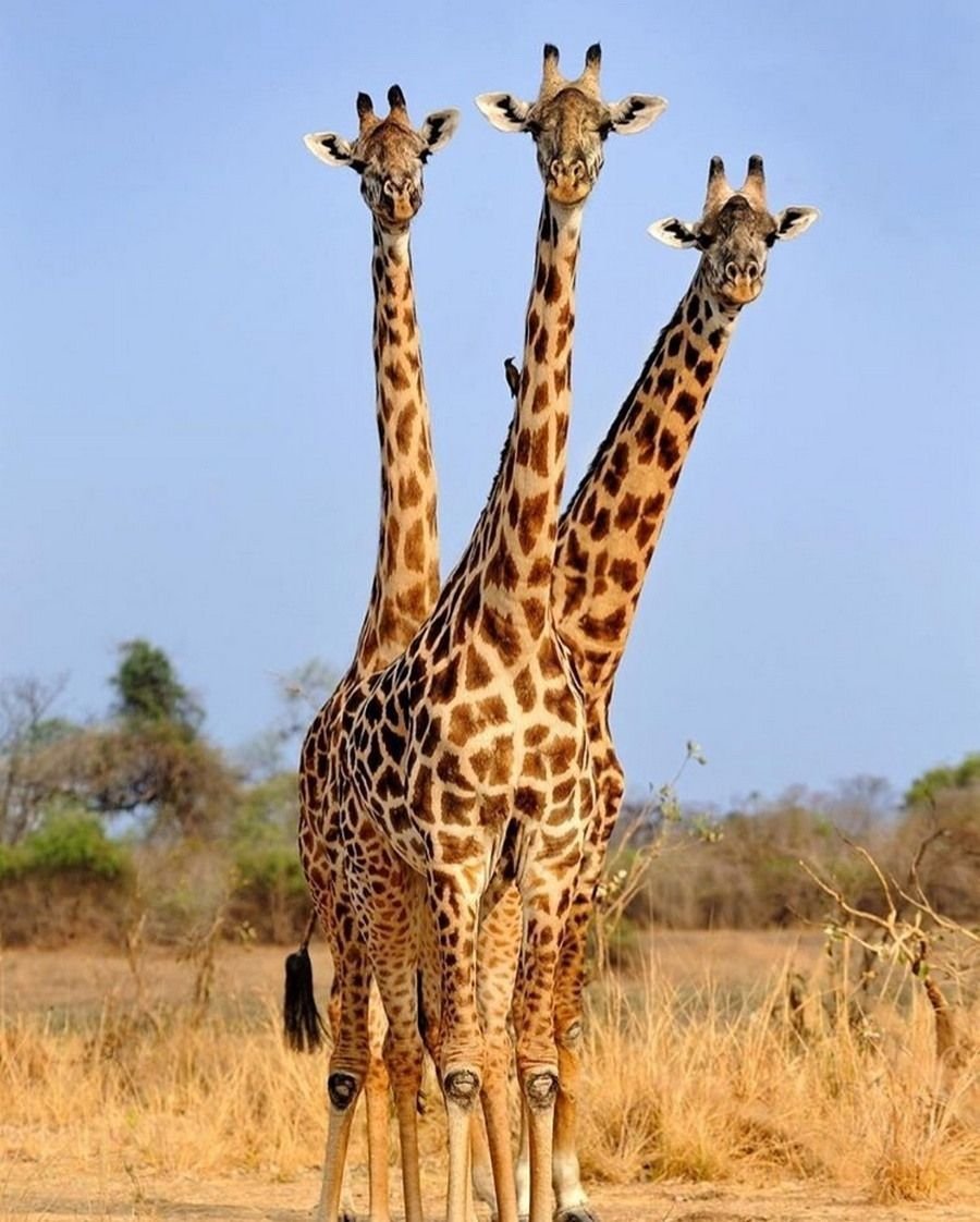 Масайский Жираф