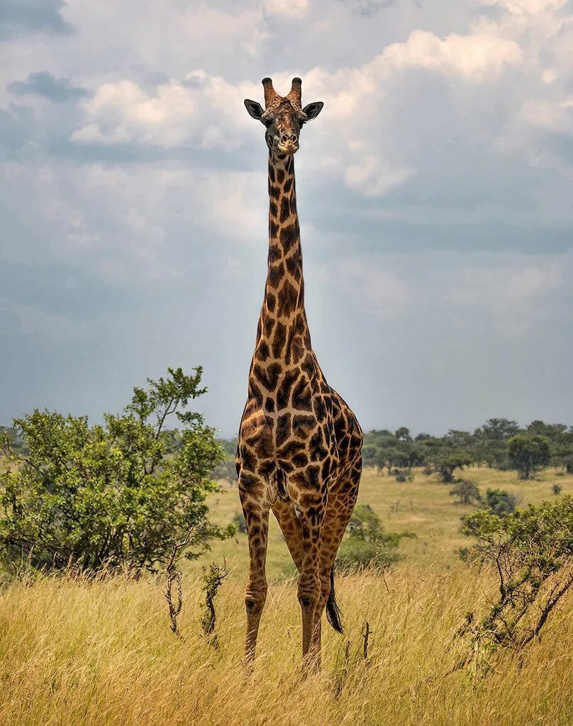 Нубийский Жираф