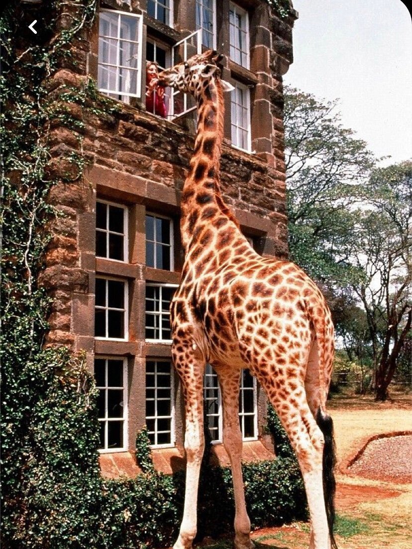 Giraffe Manor Найроби, Кения