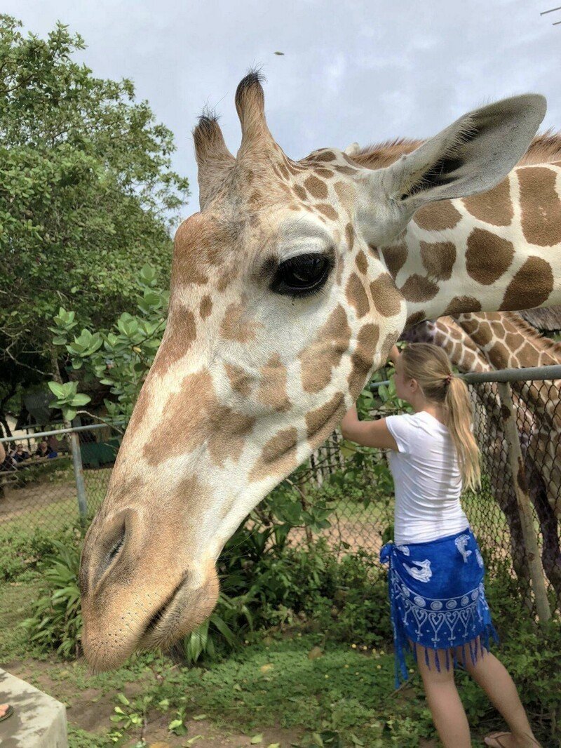 Самый высокий Жираф в мире фото