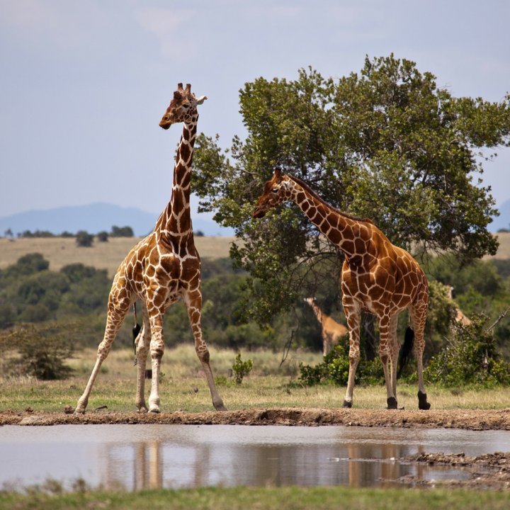 Кения сафари