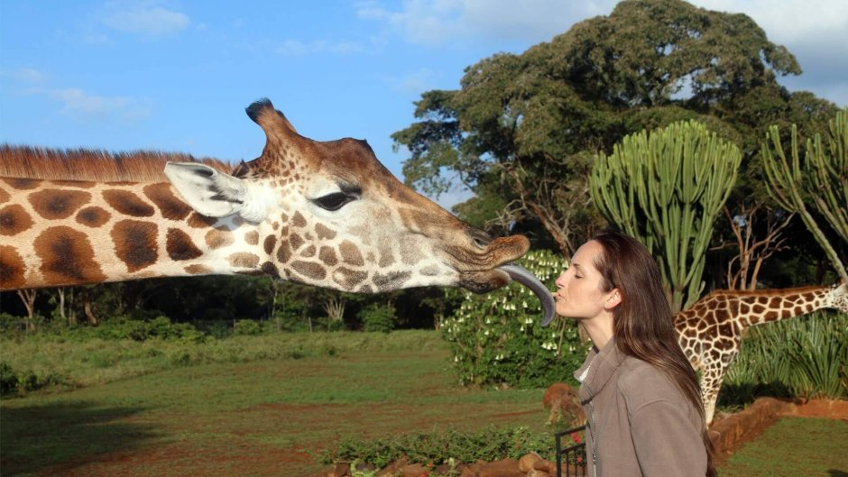 Найроби +жирафята