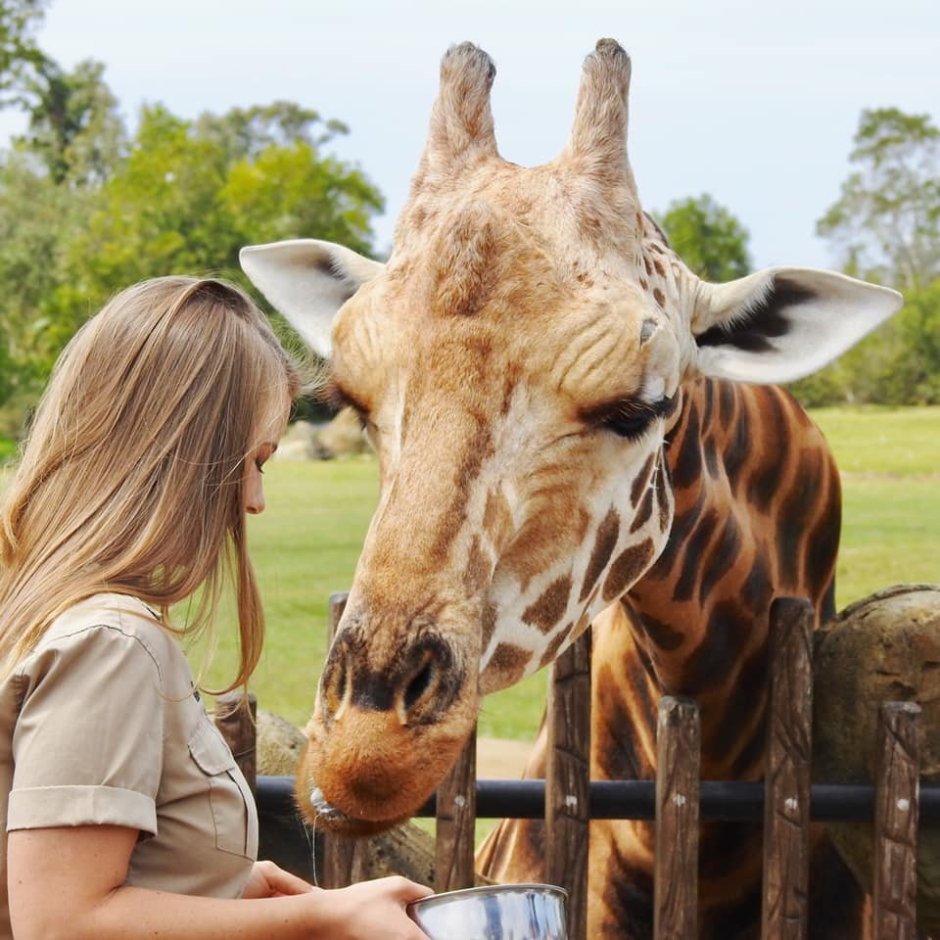 Самый большой Жираф