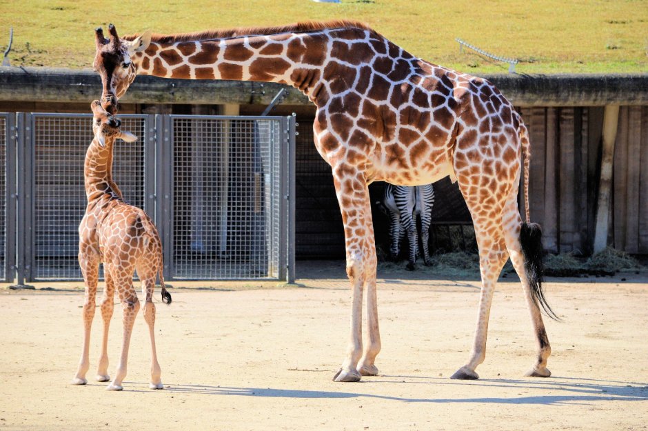 Южноафриканский Жираф (Giraffa camelopardalis capensis