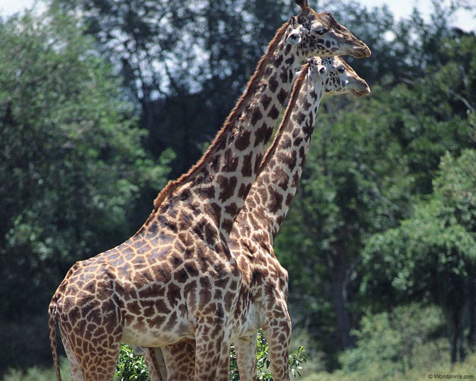 Самые большие Жирафы в мире