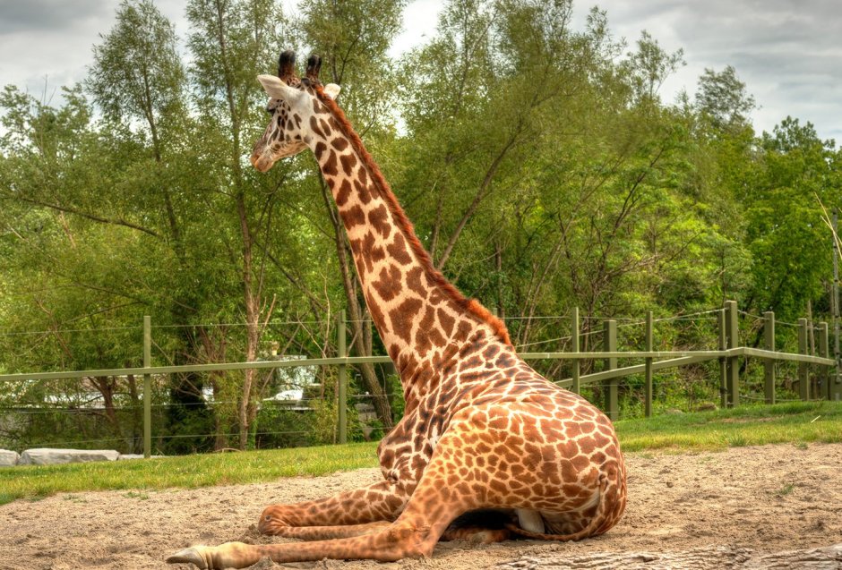 Жираф большой