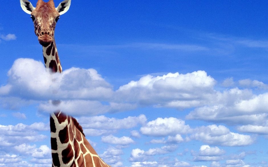 Жираф в небе