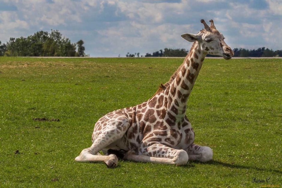 Жираф длинношеее животное