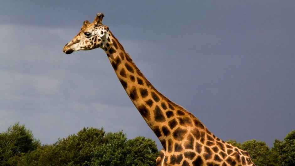 Картинки жирафа