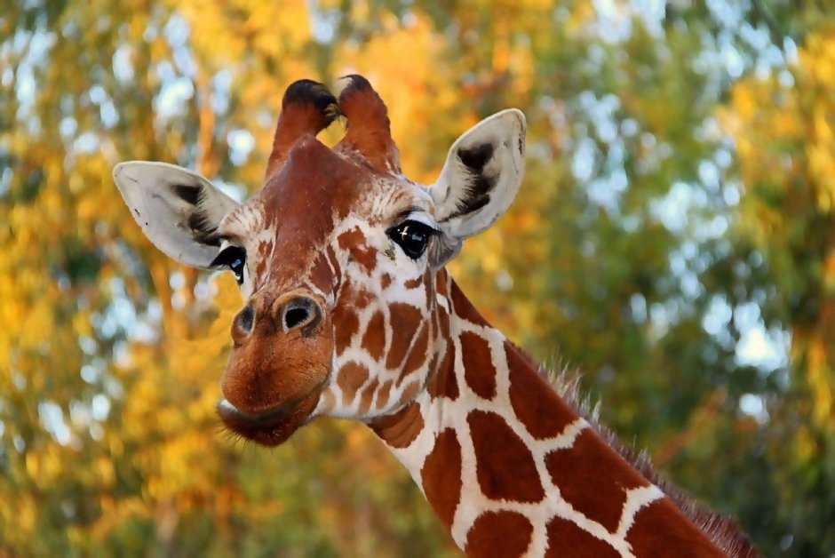 Пятнистый Жираф