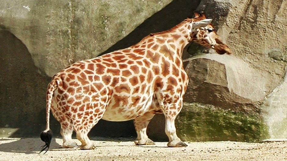 Жирный Жираф