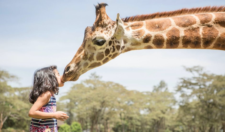 Жираф отдыхает