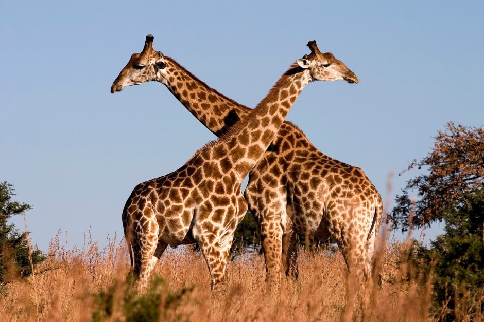 Giraffa Giraffa животные