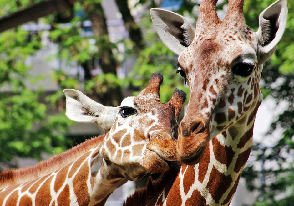 Лимпопо Жираф