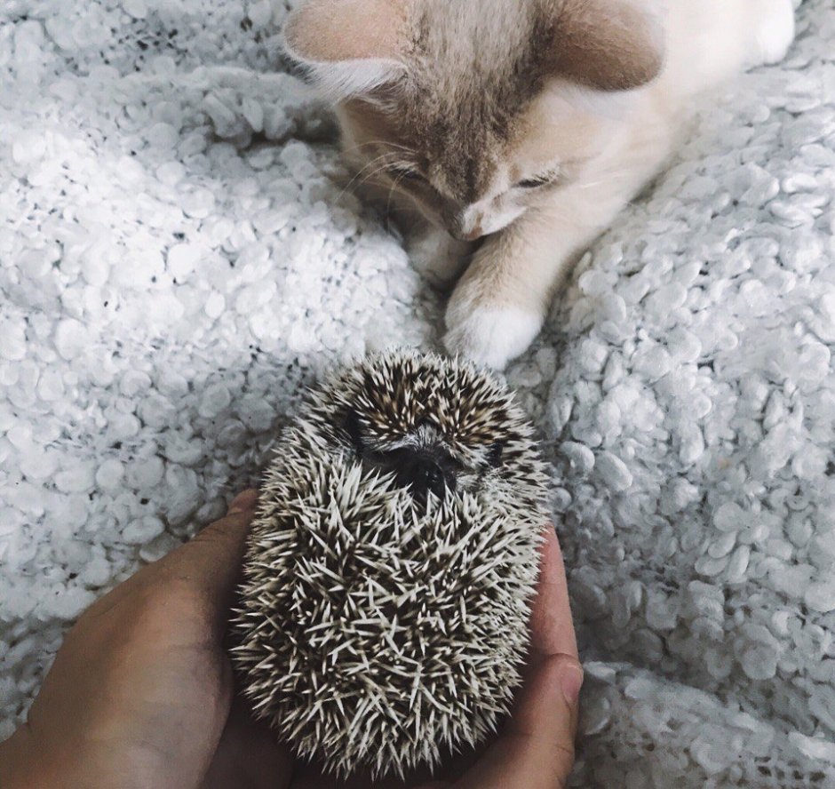 Ежик колючий хмурый