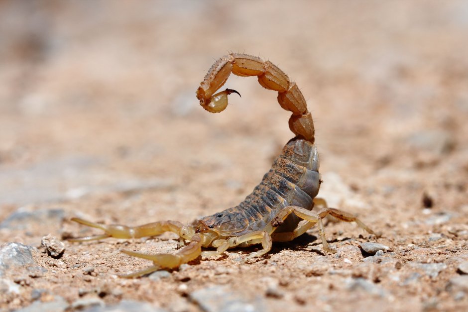 Desert Scorpion
