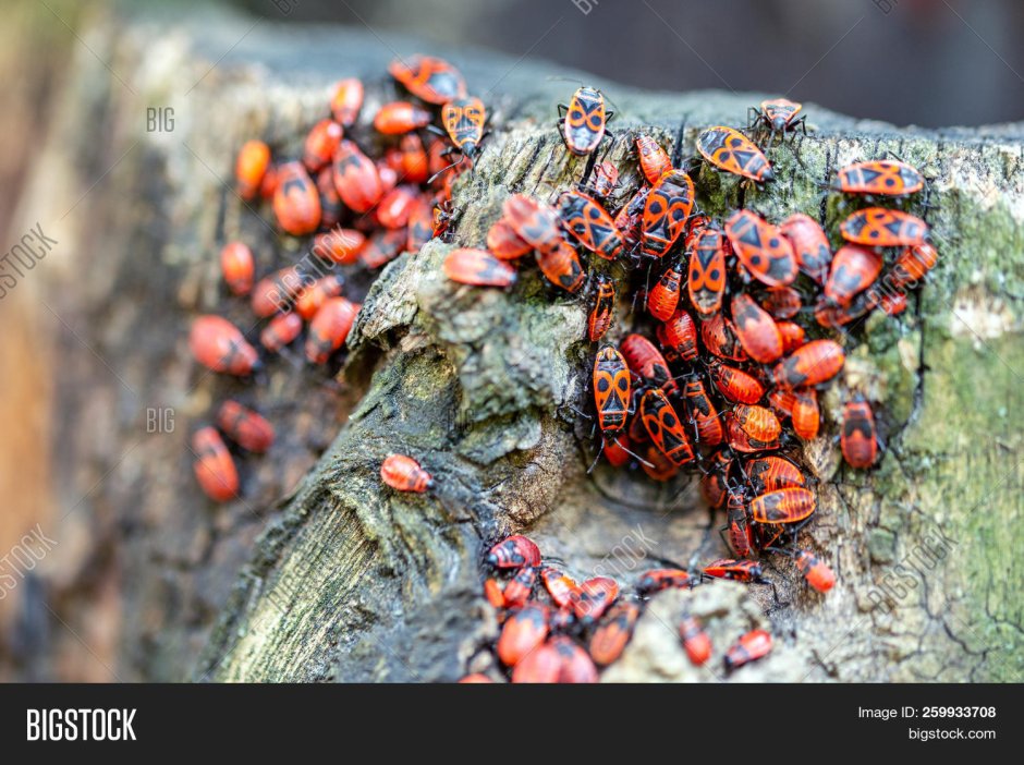 Красные жуки улеплено дерево