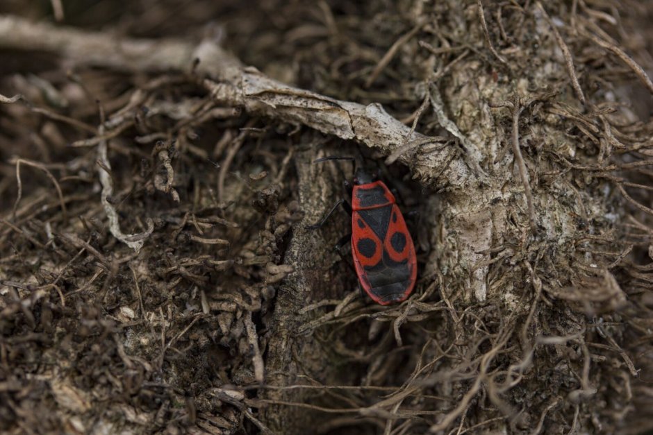 Жук в лесу 4к