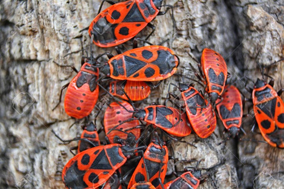 Красные жуки на деревьях