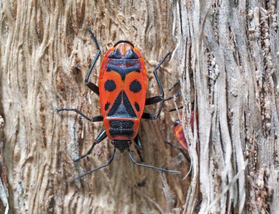 Жук клоп солдатик коричневый