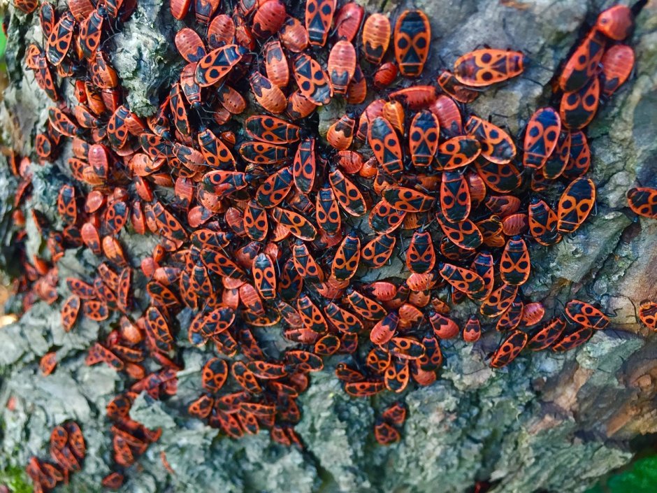 Красные жуки на деревьях