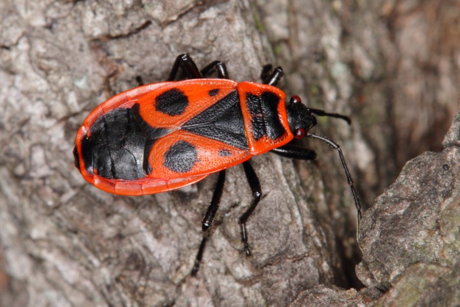 Клоп-солдатик Pyrrhocoris