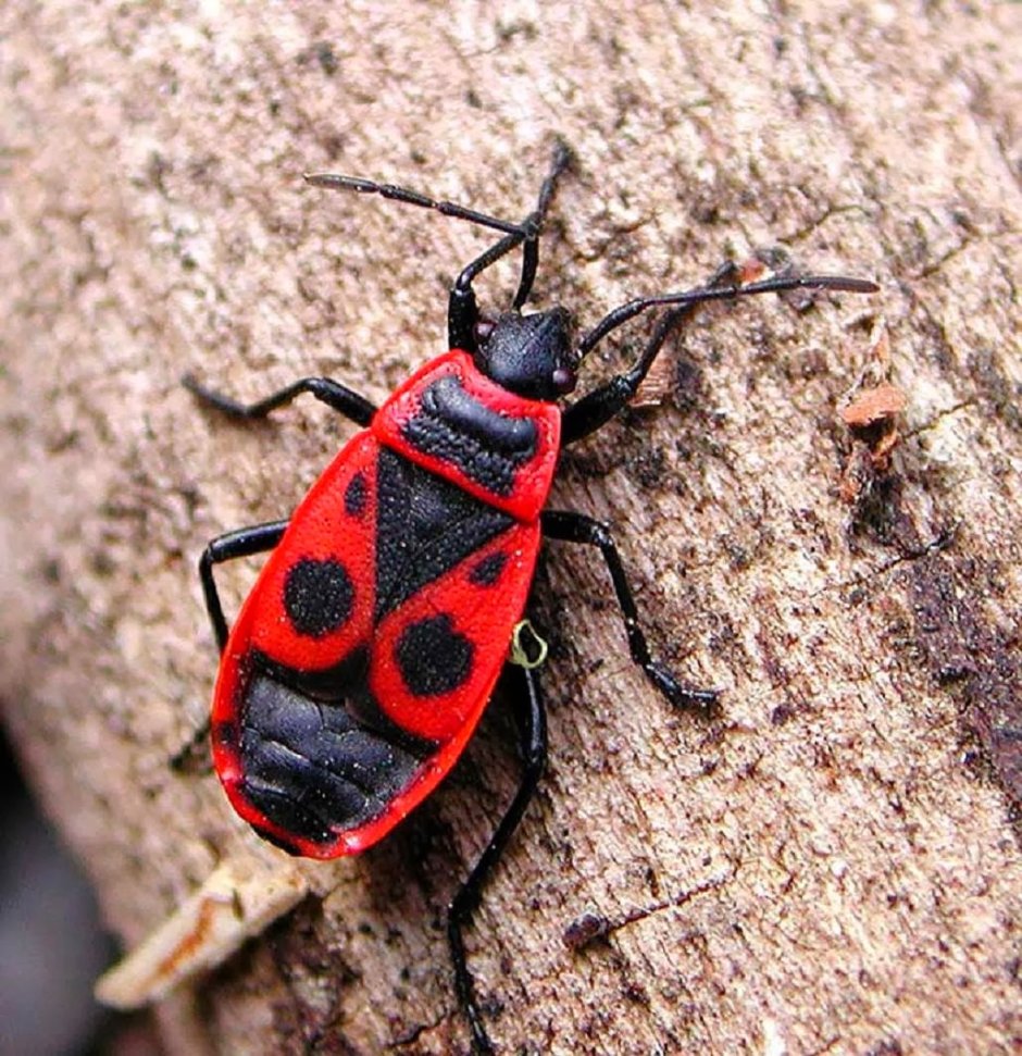 Клоп-солдатик – Pyrrhocoris apterus