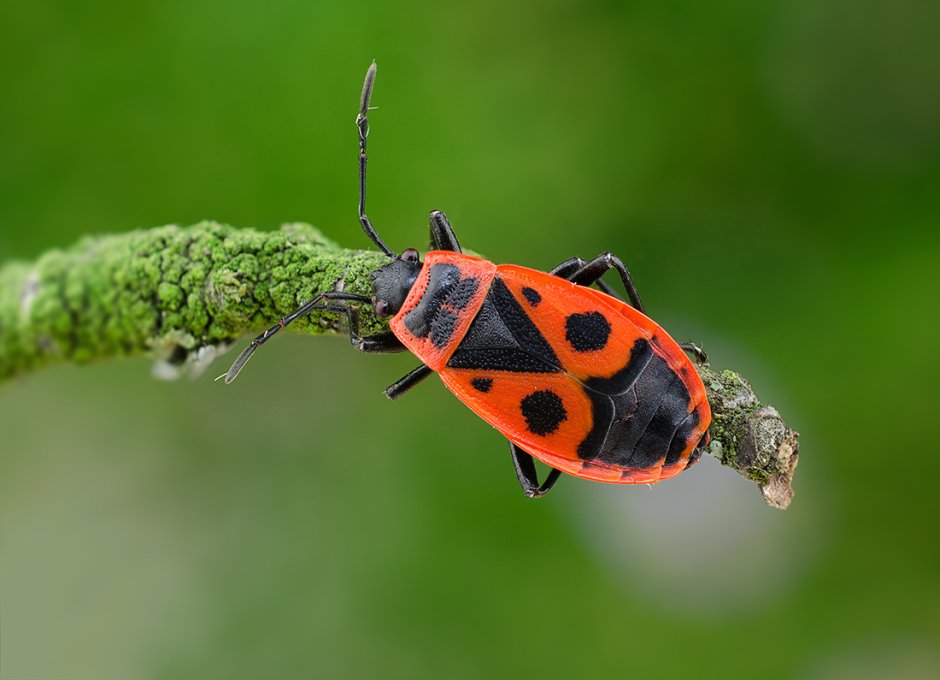 Клоп-солдатик – Pyrrhocoris apterus