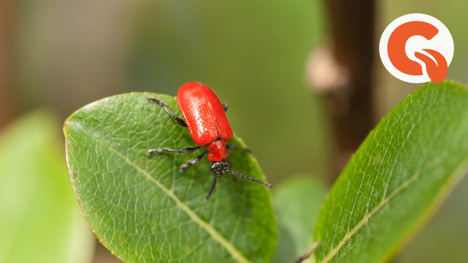 Красные жуки на Березе