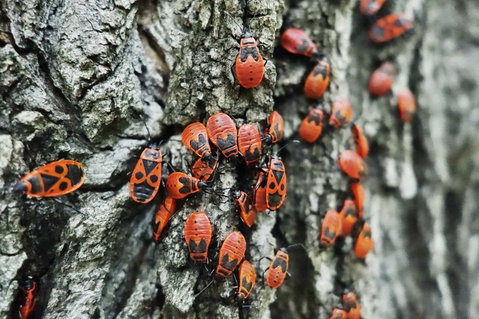 Оранжевые жуки на деревьях