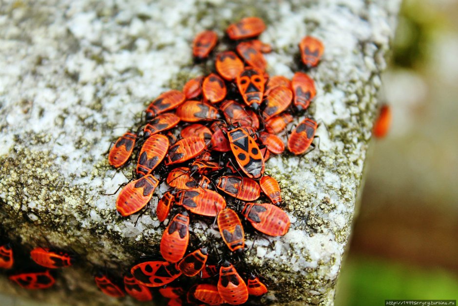 Личинка жука солдатика