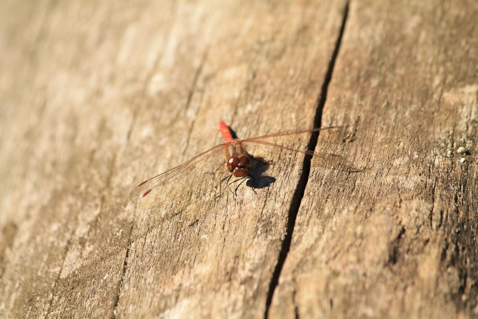 Мелкие насекомые в природе