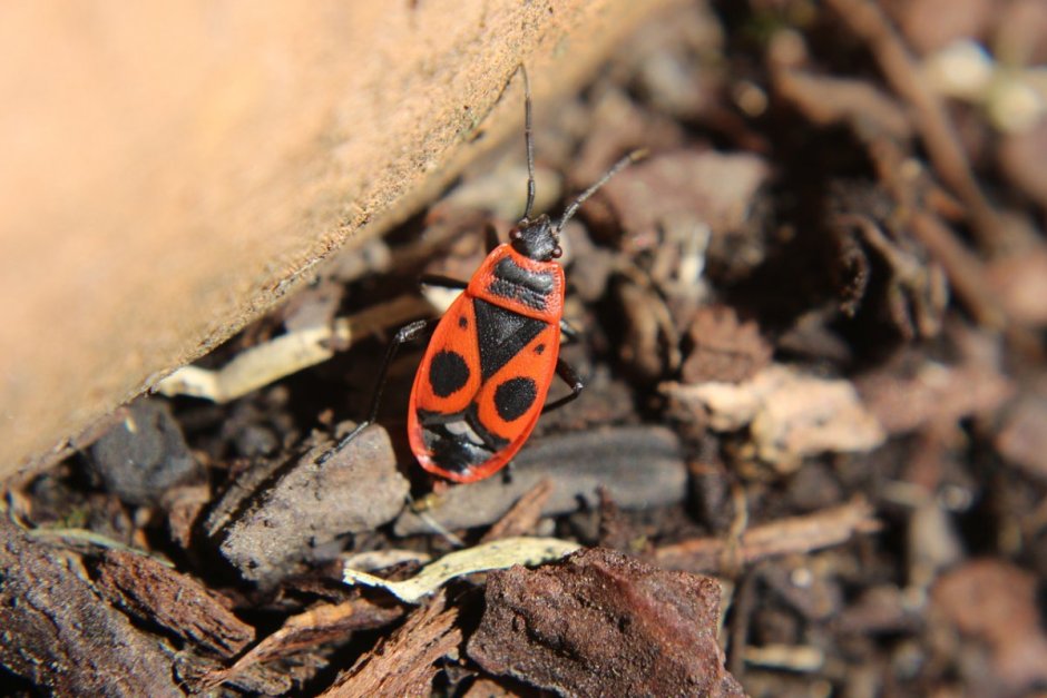 Жук пожарник под микроскопом