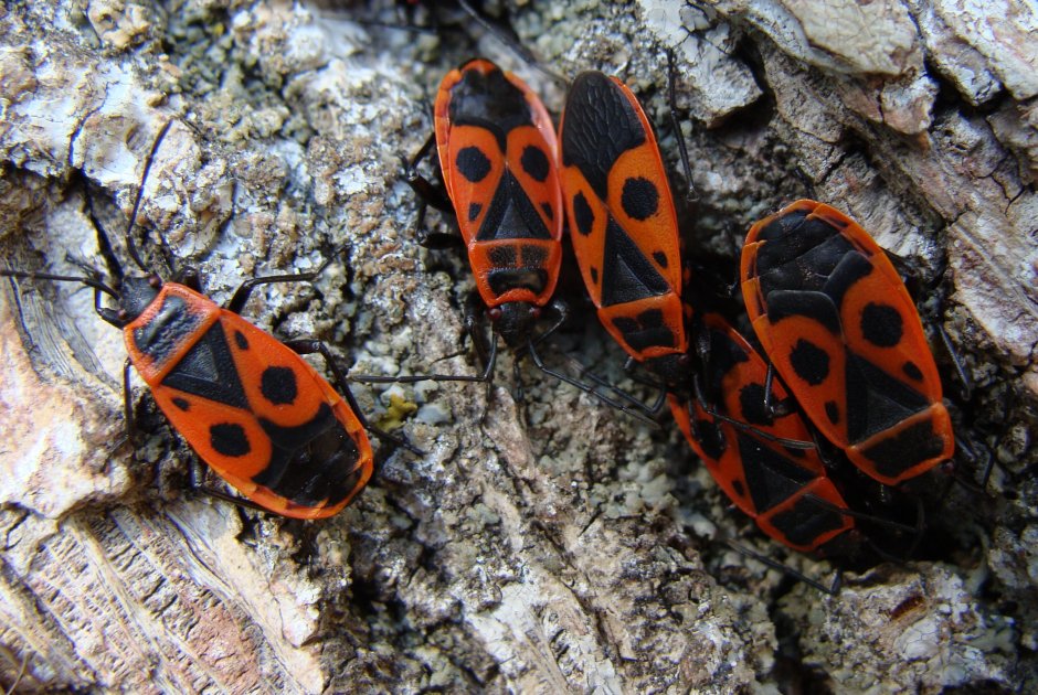 Крылатые солдатики клопы