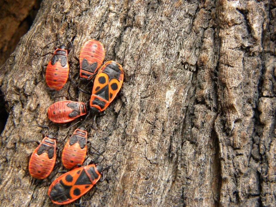 Красные жуки на деревьях