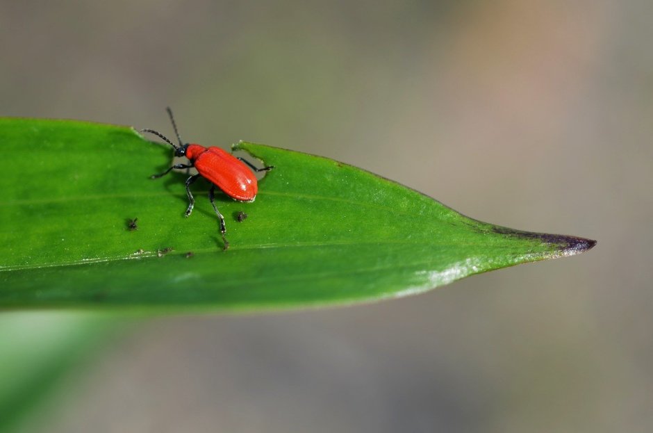 Маленький красный Жук