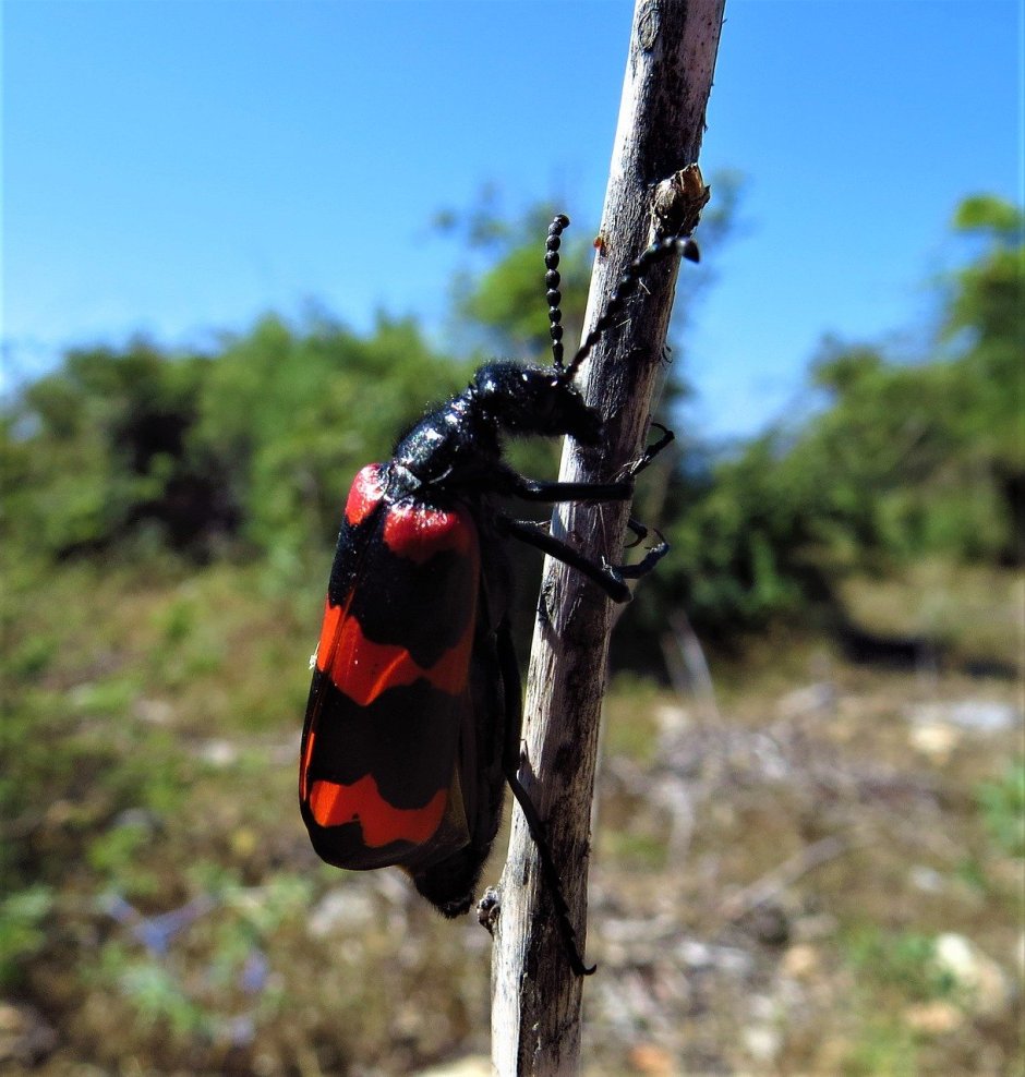 Жук полосатый красно-черный
