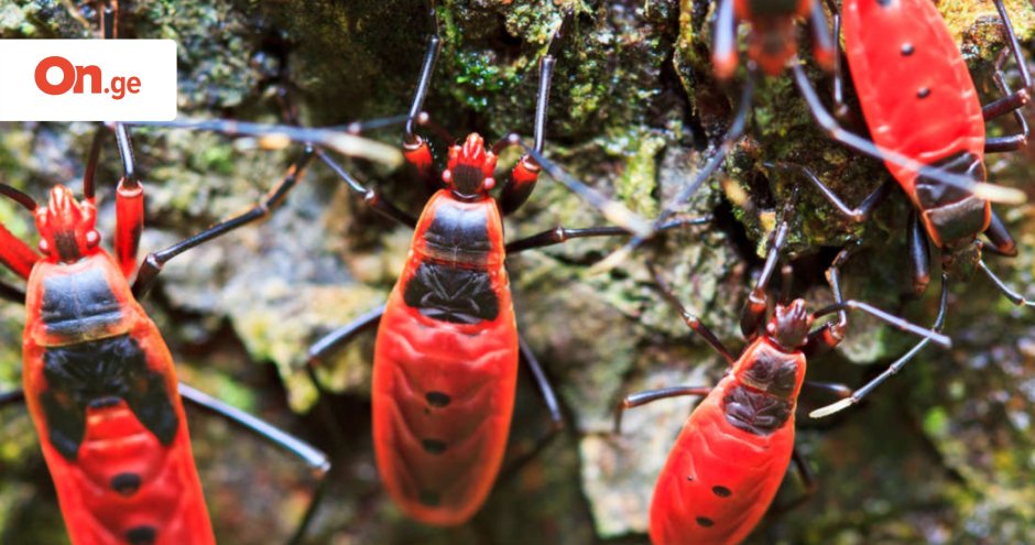 Красные жуки на деревьях название